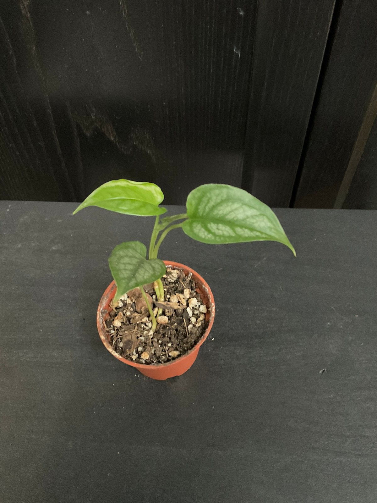 Monstera siltepecana stekje 2, Ophalen, Overige soorten, Halfschaduw, Minder dan 100 cm