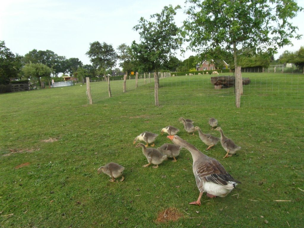 jonge gansjes, Dieren en Toebehoren, Vogels | Overige Vogels, Meerdere dieren