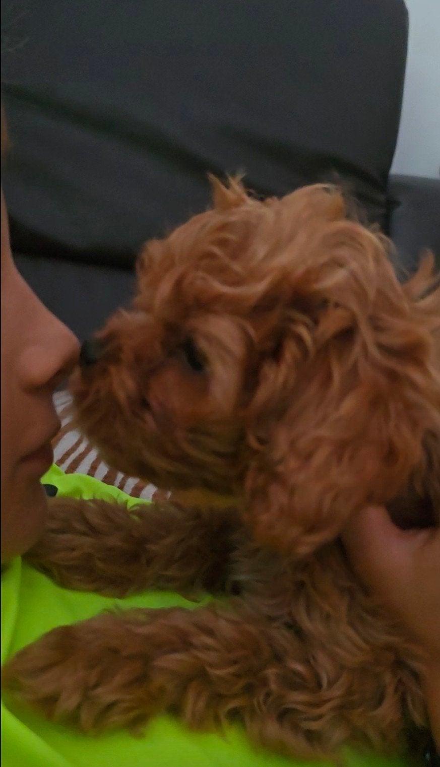 prachtige cavapoo pups leven gewoon in huis, Poedel, Parvo, Reu, 8 tot 15 weken