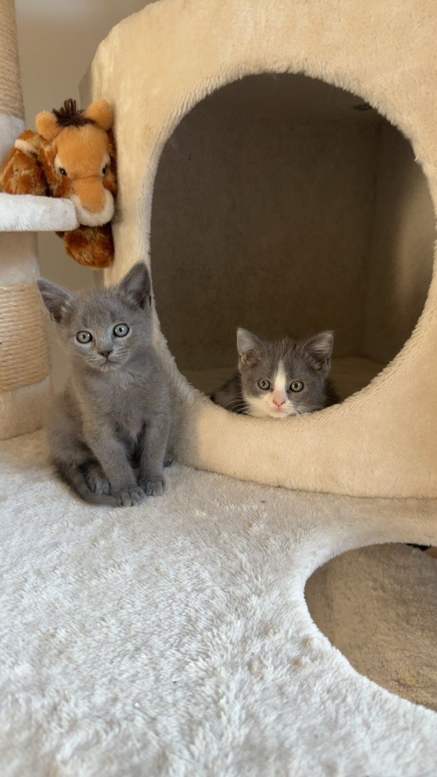 Britse korthaar kittens, Dieren en Toebehoren, Meerdere dieren, Ontwormd
