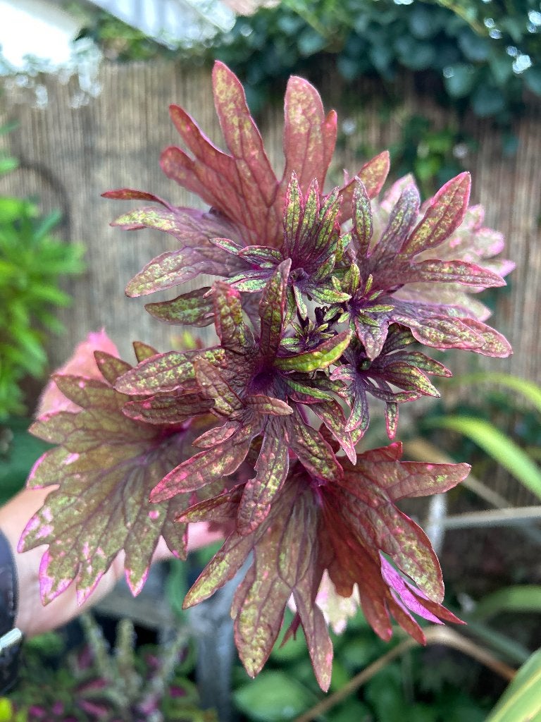 Coleus topstek✂️, Bloeiende kamerplant, Ophalen of Verzenden, Halfschaduw, Minder dan 100 cm