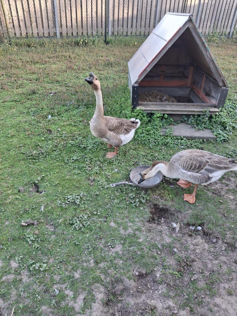 Chinese knobbelganzen te koop,  onverwant, Dieren en Toebehoren, Meerdere dieren, Gans of Zwaan
