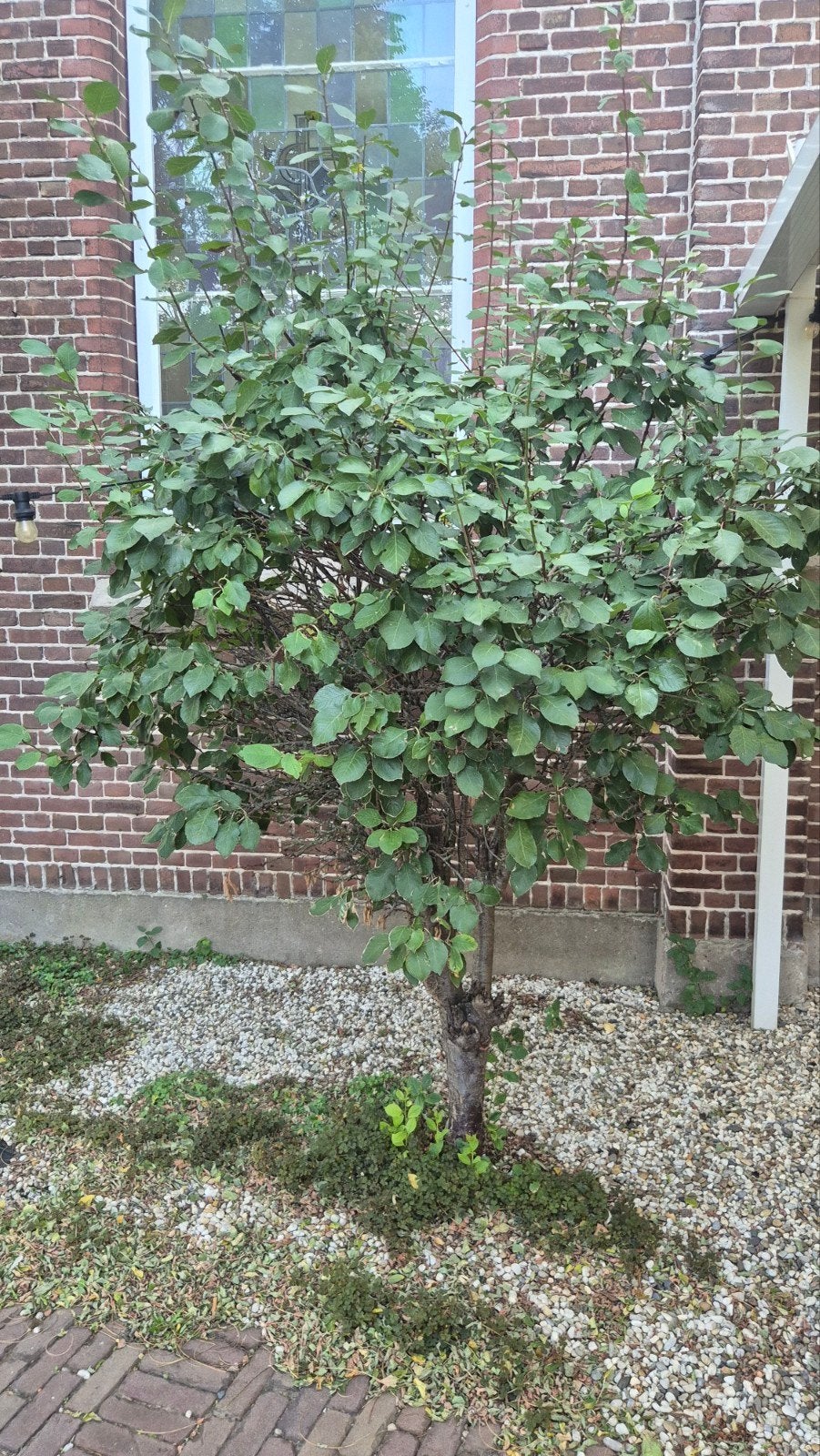 Pruimenboom - reine claude, Overige soorten, Lente, 100 tot 250 cm, Ophalen