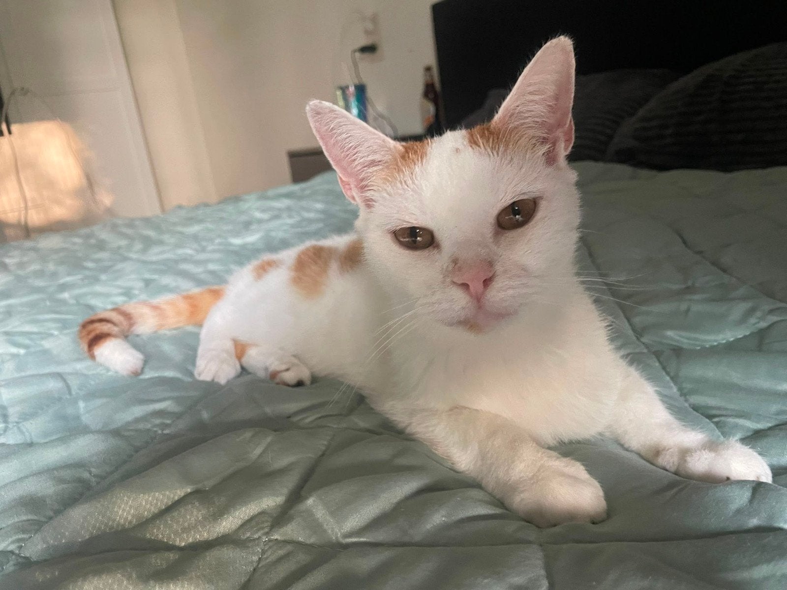 Super lieve kater Bink, Dieren en Toebehoren, Kater