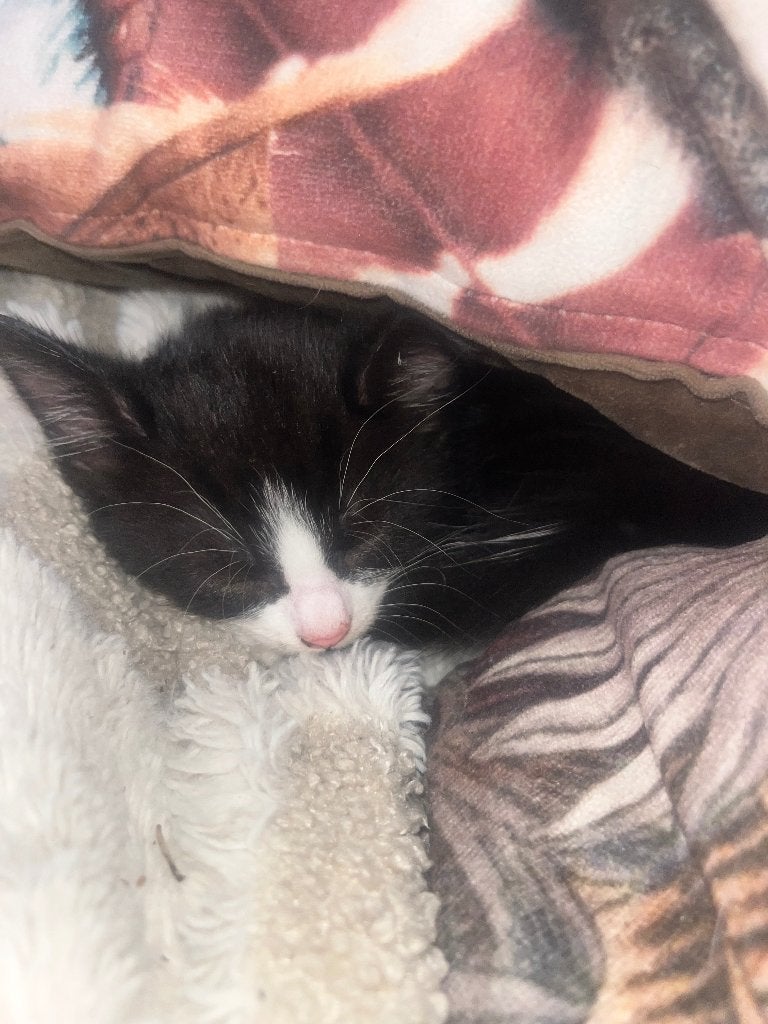 Kittens  kruising boskat, Dieren en Toebehoren, Katten en Kittens | Raskatten | Korthaar, Meerdere dieren, Ontwormd, 0 tot 2 jaar