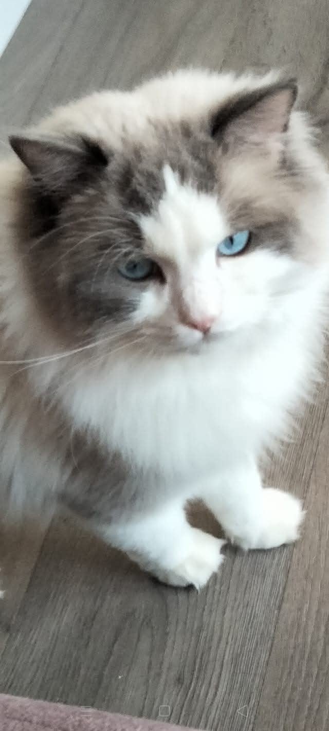 Ragdoll kater mag zo nu en dan uitdekking doen (niet te koop, Dieren en Toebehoren, 0 tot 2 jaar