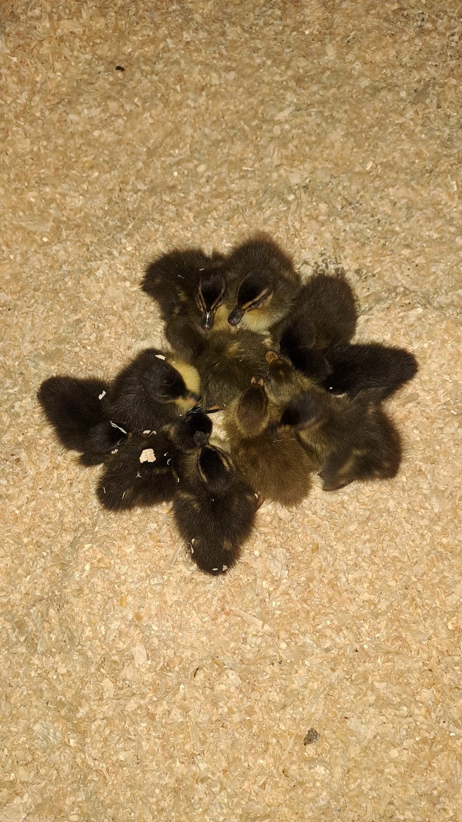 Jonge loopeendjes / fleseenden, Dieren en Toebehoren, Pluimvee, Meerdere dieren, Eend