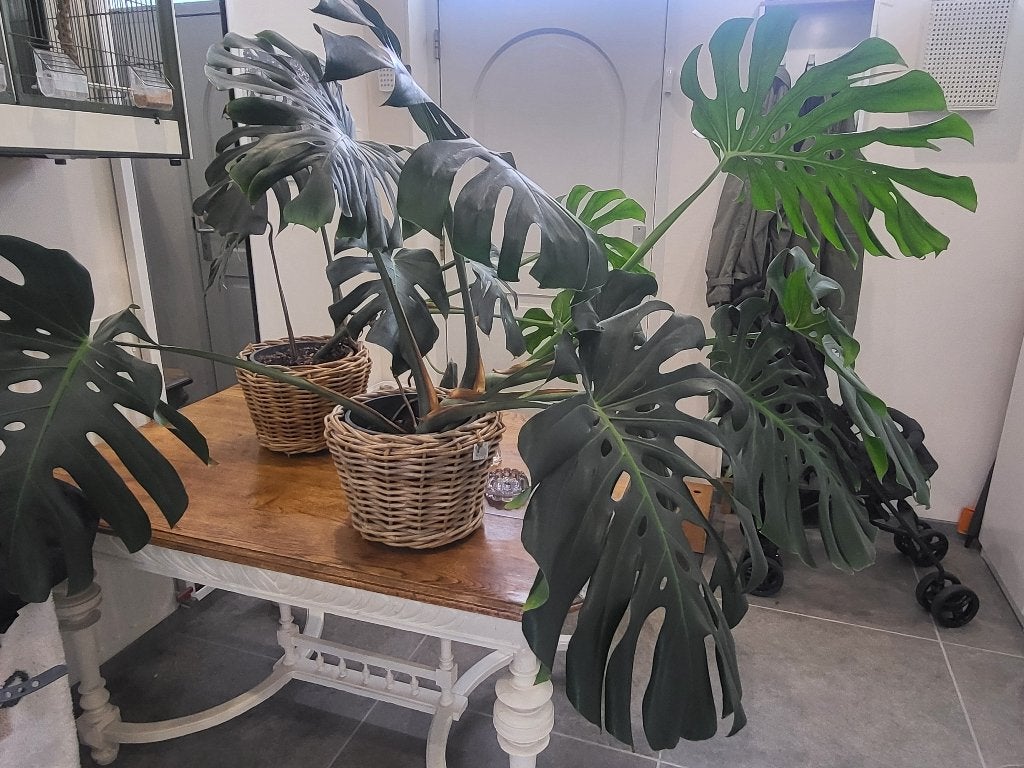 gatenplant, Ophalen, Halfschaduw, Minder dan 100 cm