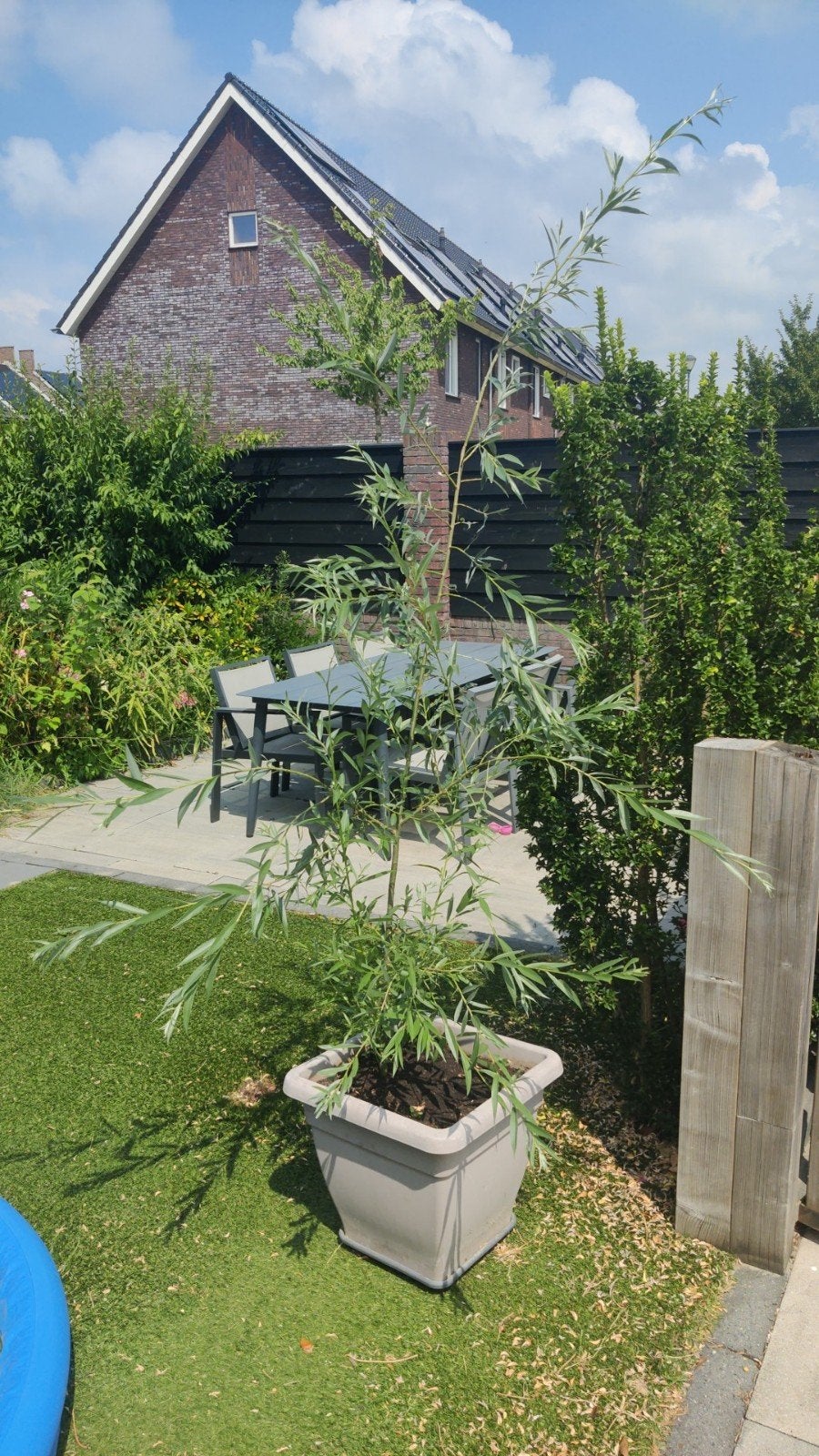 Wilg in pot - Decoratieve boom voor terras of tuin, Tuin en Terras, Planten | Bomen, Overige soorten, Lente, 100 tot 250 cm, Ophalen