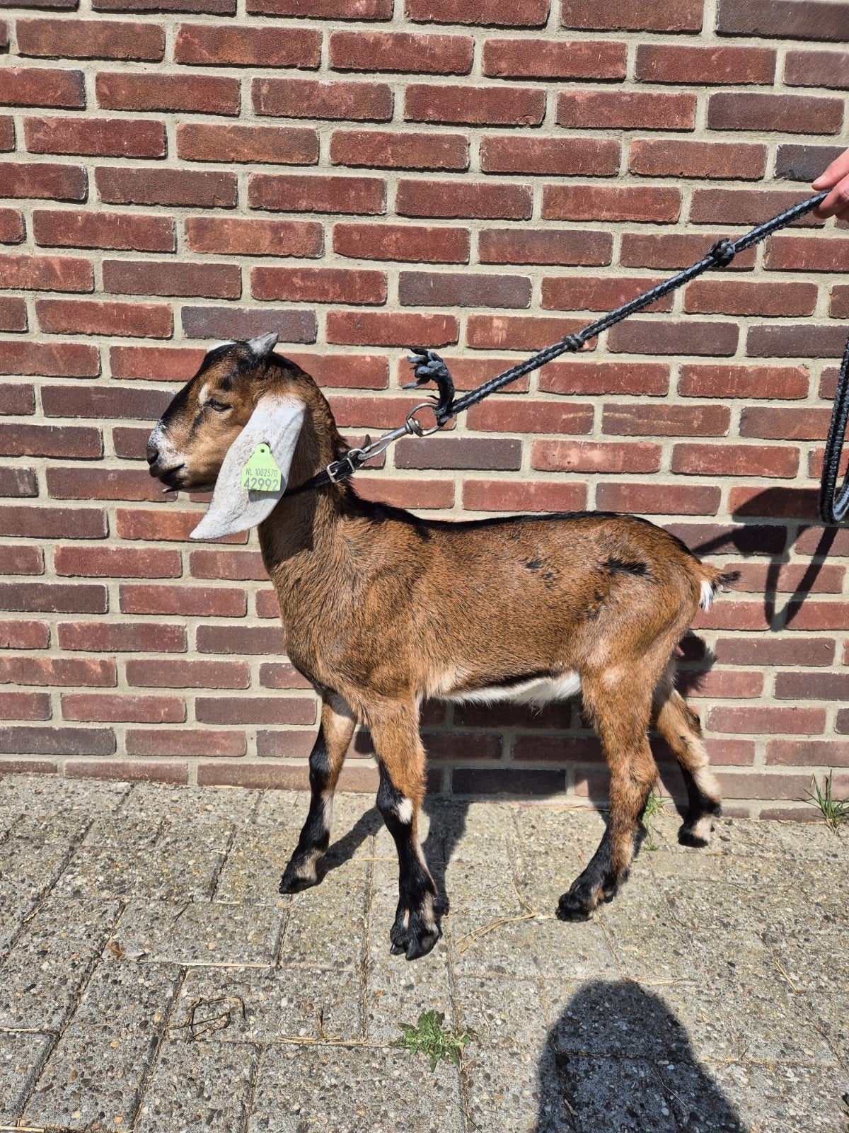 Te koop: mooi tam nubisch bokje, Dieren en Toebehoren, Schapen, Geiten en Varkens, Mannelijk, Geit