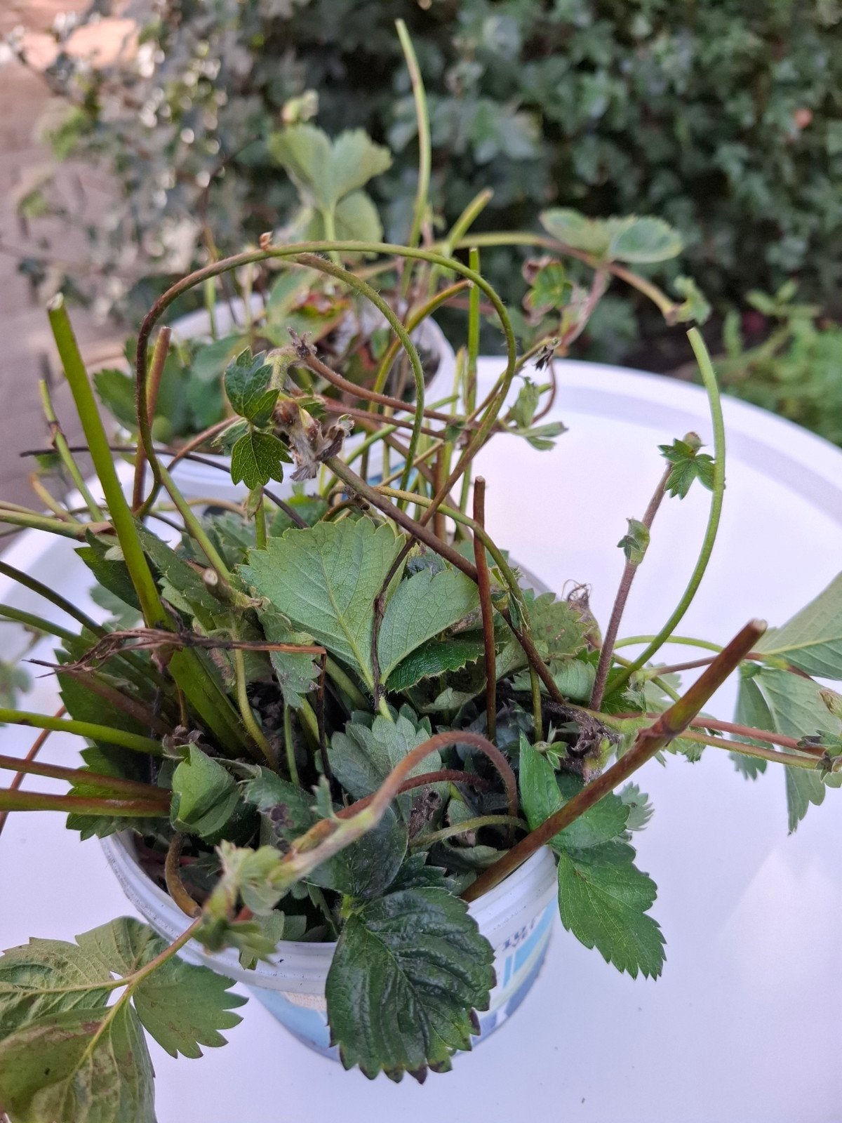 Aardbeien stekken ca. 50 stuks, Ophalen, Vaste plant, Fruitplanten, Volle zon