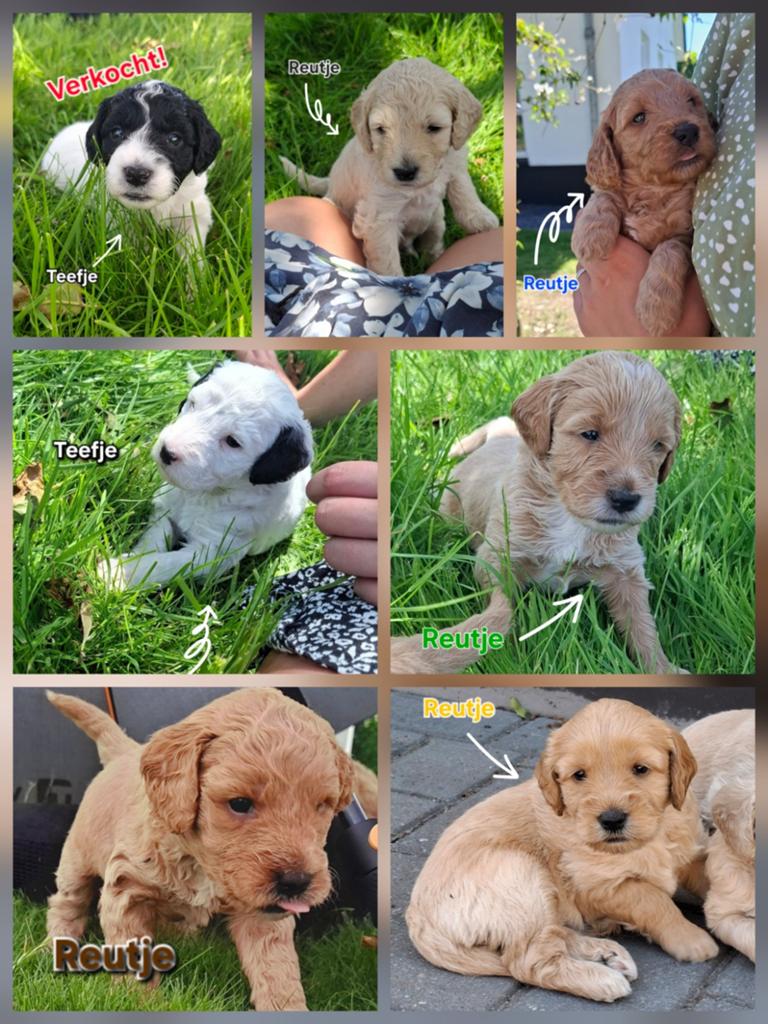 Kruising mini Labradoodle/Aussiedoodle pups, Dieren en Toebehoren, Honden | Niet-rashonden, Klein, Meerdere dieren, Particulier