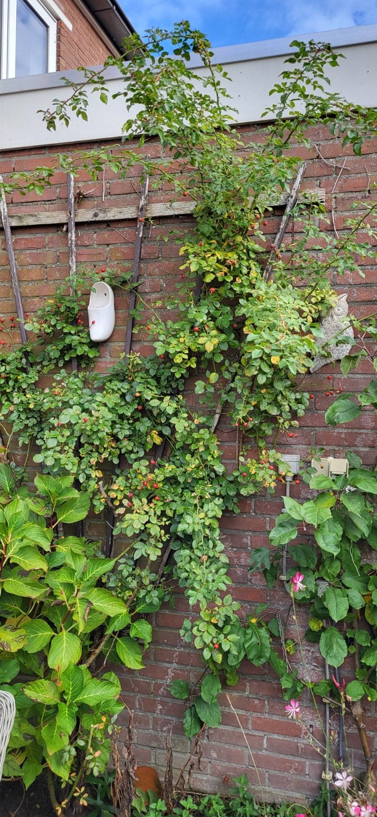 Klimroos met prachtige roze bloemen, Ophalen, Volle zon, Vaste plant, Klimplanten