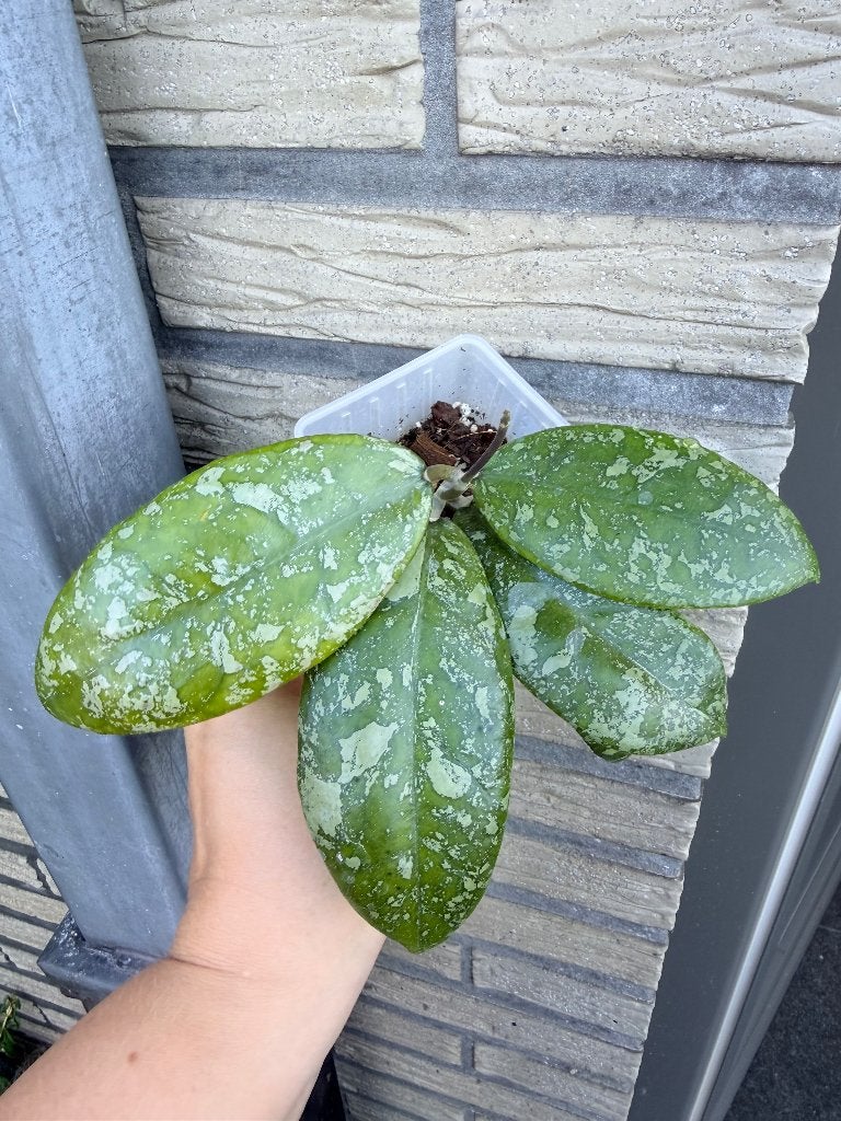 Hoya icensis splash, Verzenden, Overige soorten, Halfschaduw, Minder dan 100 cm
