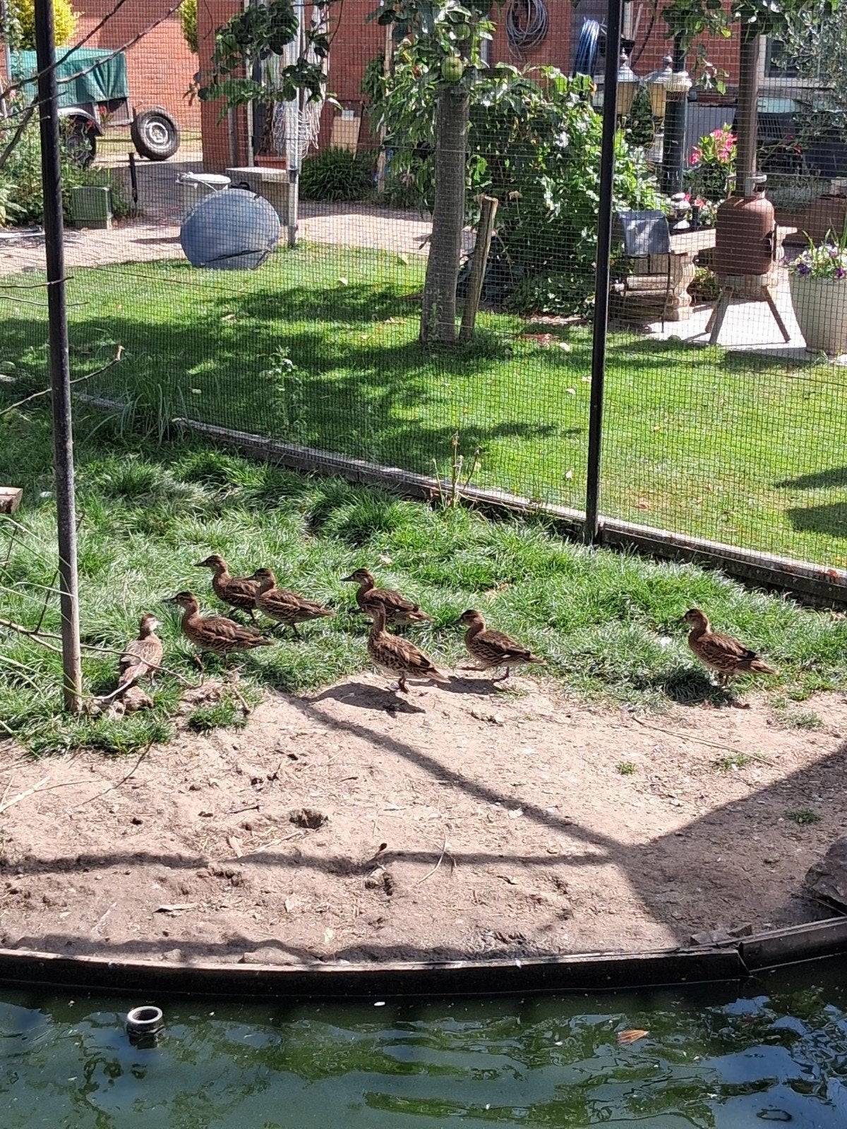 Eenden/Baikaltaling, Dieren en Toebehoren, Meerdere dieren, Kip