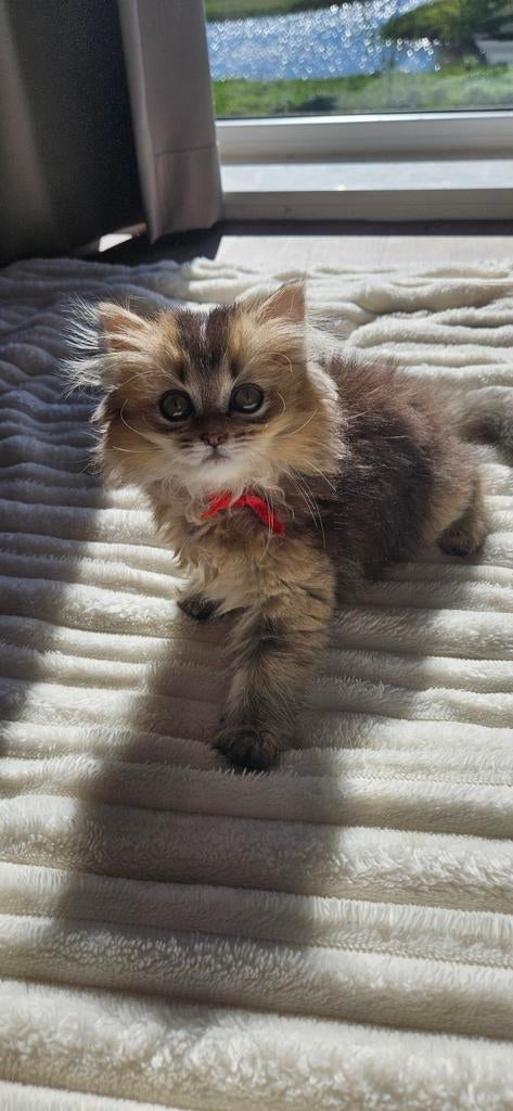 2 lieve Britse Langhaar / British Longhair kittens, Dieren en Toebehoren, Meerdere dieren, Ontwormd