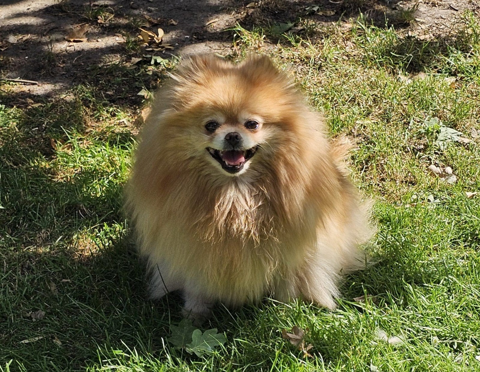 Pomeranian/ dwergkees teefje, Dieren en Toebehoren, Nederland, Keeshond, Teef, Eén hond