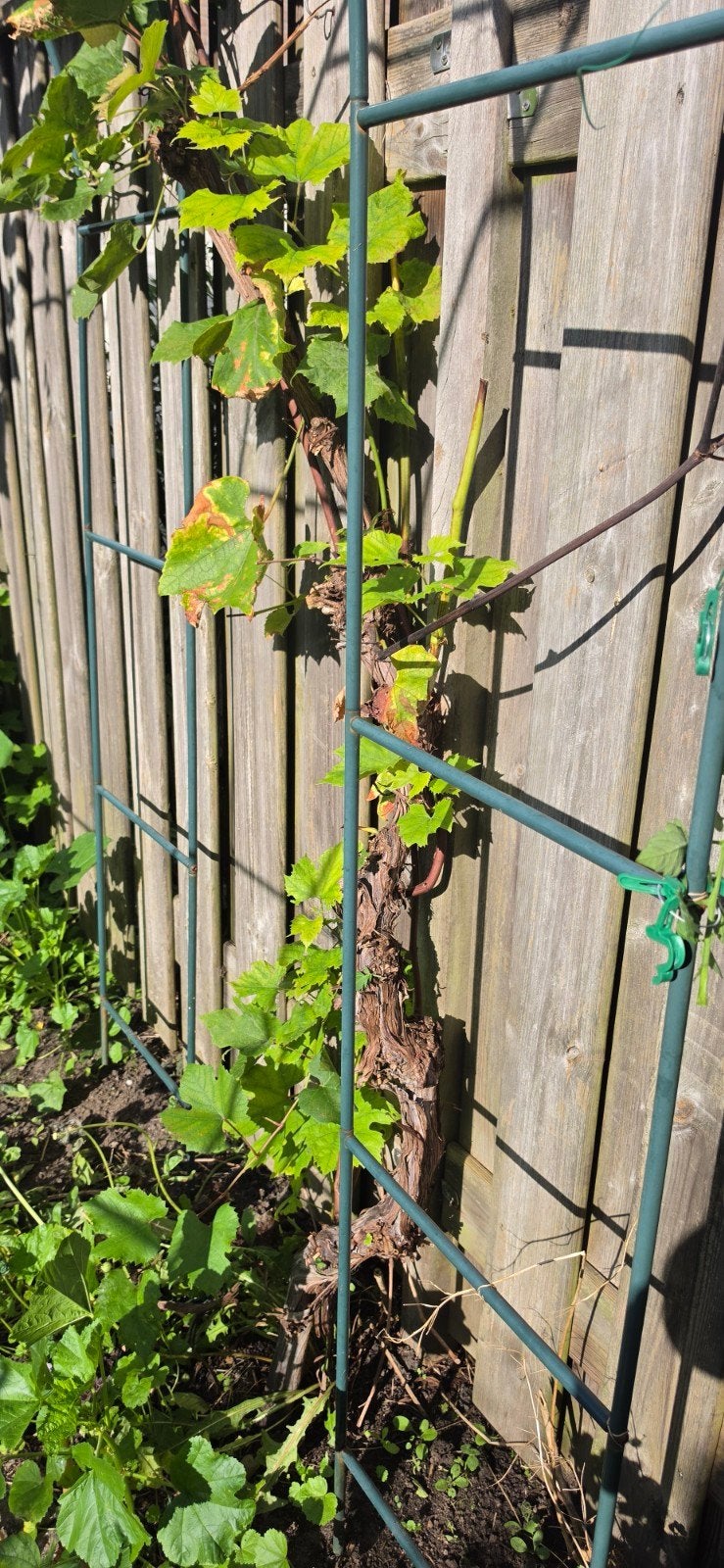Diverse bomen voor tuin of landschap, Volle zon, Ophalen of Verzenden, Lente, Olijfboom