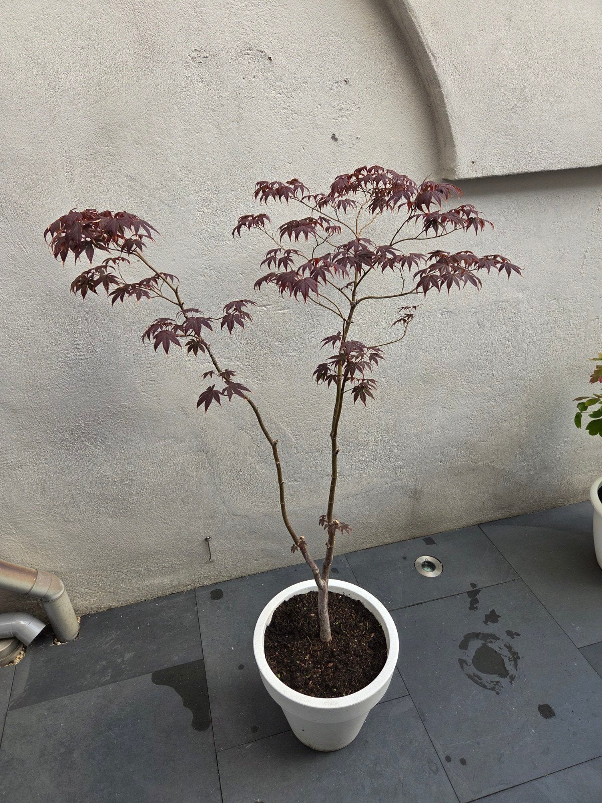 Japanse Esdoorn (Acer Palmatum) in pot, Bloeit niet, Halfschaduw, Overige soorten, 100 tot 250 cm