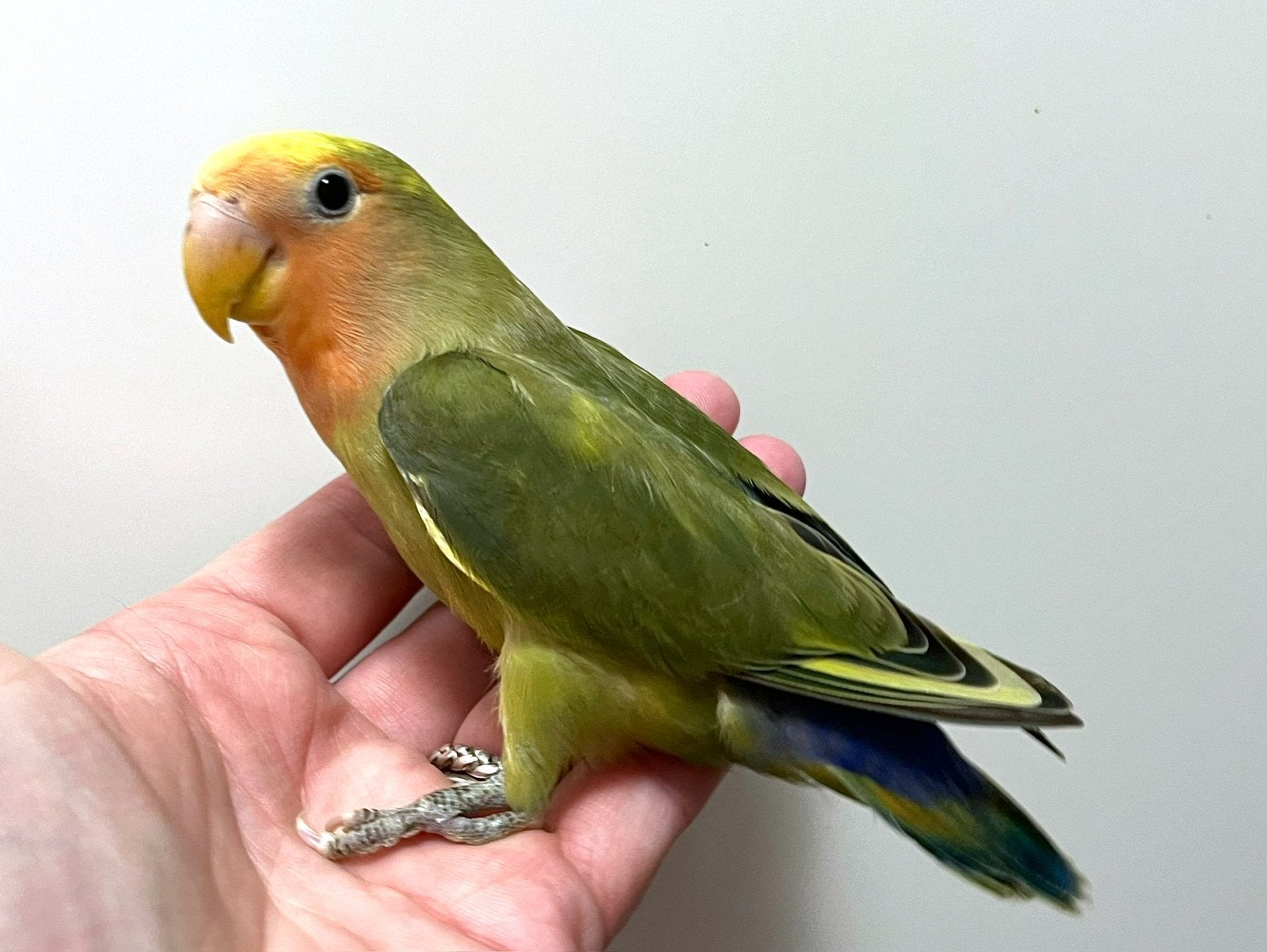 Tam DNA en ziektevrij getest Agapornis Roseicollis popje, Dieren en Toebehoren, Vrouwelijk, Dwergpapegaai of Agapornis, Tam