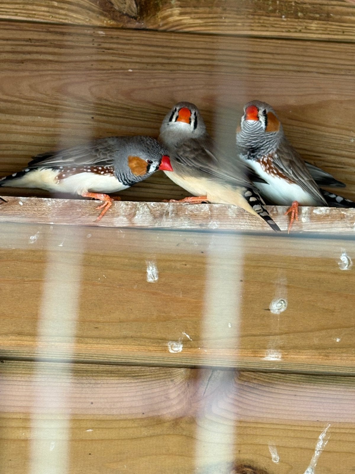 Zebravinken 12 stuks, Meerdere dieren