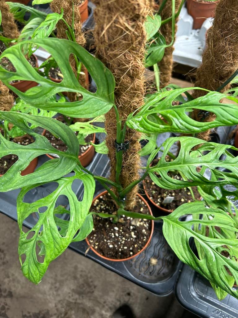 Monstera Indonesian Marble op mosstok - 60cm, Ophalen of Verzenden