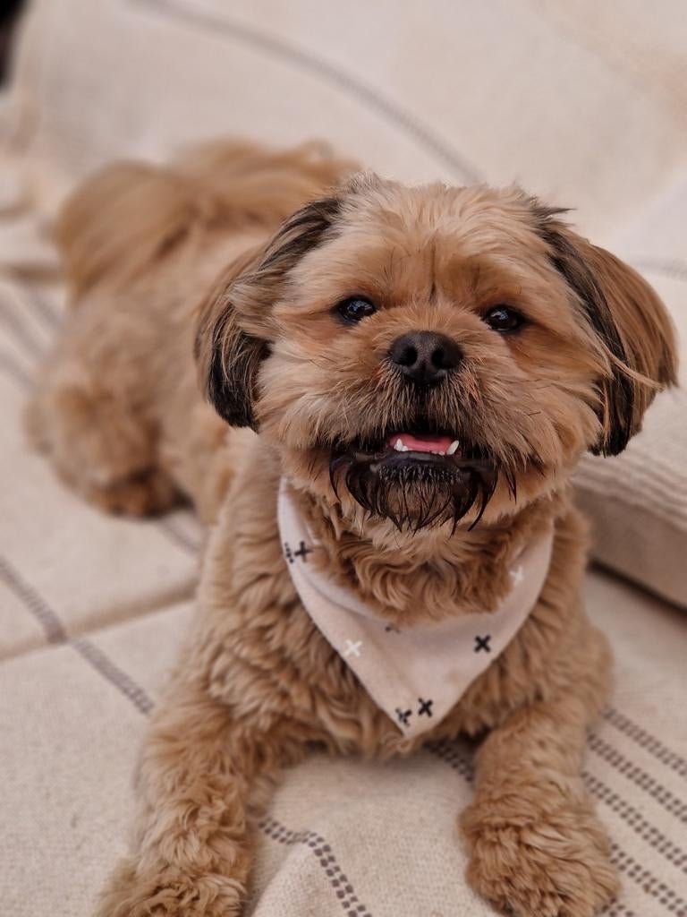 Dekreu mailo NIET TE KOOP, Reu, 1 tot 2 jaar, Parvo, Eén hond