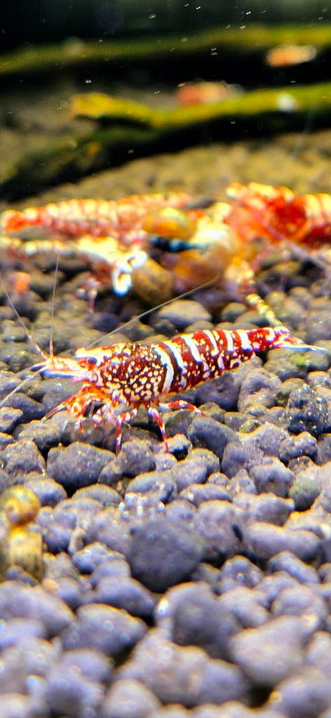 Exclusieve SNOWFALL garnalen aquarium Aanbieding  bezorging, Dieren en Toebehoren, Vissen | Aquariumvissen, Kreeft, Krab of Garnaal