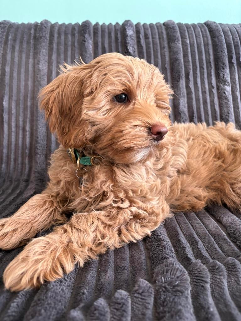 De Maltipoo Club - info over Maltipoo’s, tegen broodfok, Overige rassen, 8 tot 15 weken, Parvo, Meerdere