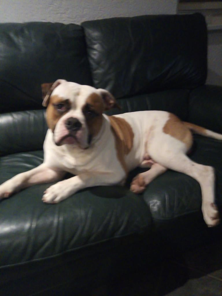 Thiago Amerikaanse bulldog dek reu, Dieren en Toebehoren, Nederland, Reu, Parvo, Meerdere