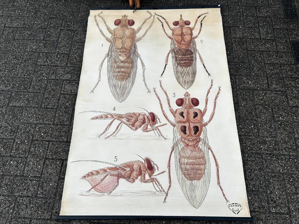 Oude schoolplaat met insecten, Antiek en Kunst, Antiek | Schoolplaten, Ophalen of Verzenden, Natuur en Biologie