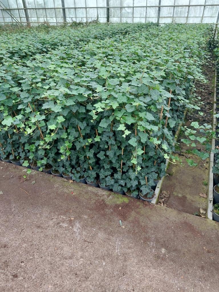 Hedera Klimop - Groenblijvende Klimplant, Tuin en Terras, Planten | Tuinplanten, Ophalen
