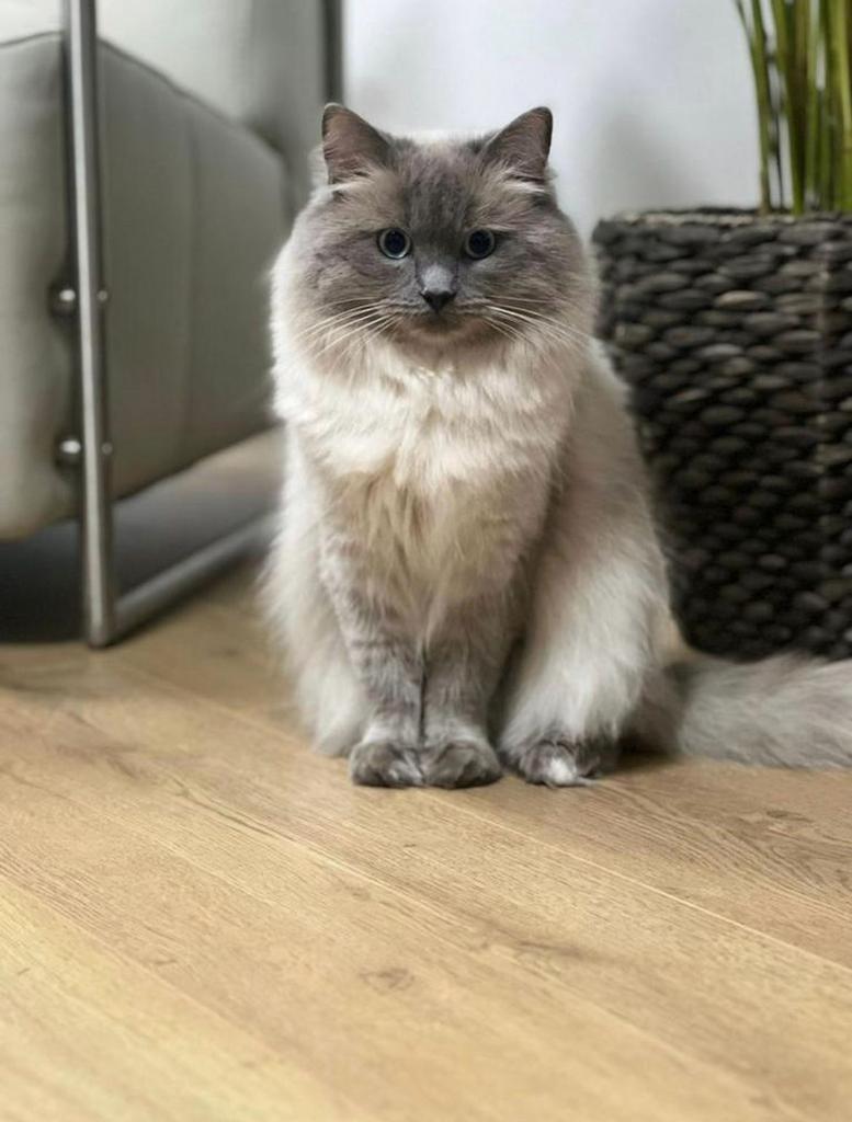 Ragdoll raskat dekkater blue point (NIET te koop), 3 tot 5 jaar