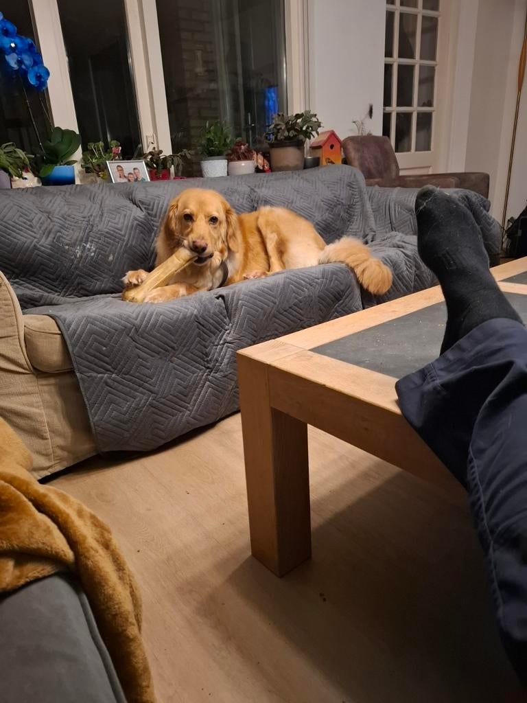 Goud mandje voor sparky, Dieren en Toebehoren, Parvo, Eén hond, 3 tot 5 jaar, Nederland