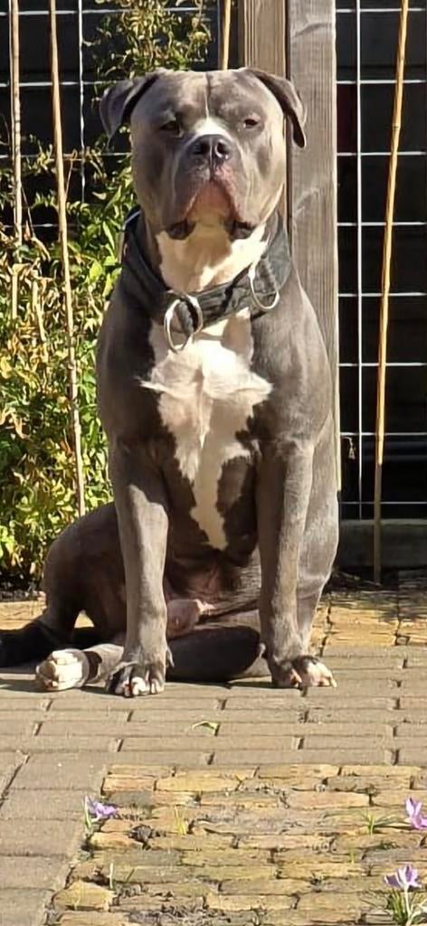 Pitbull mix bully XXL., Parvo, Reu, Eén hond, 3 tot 5 jaar