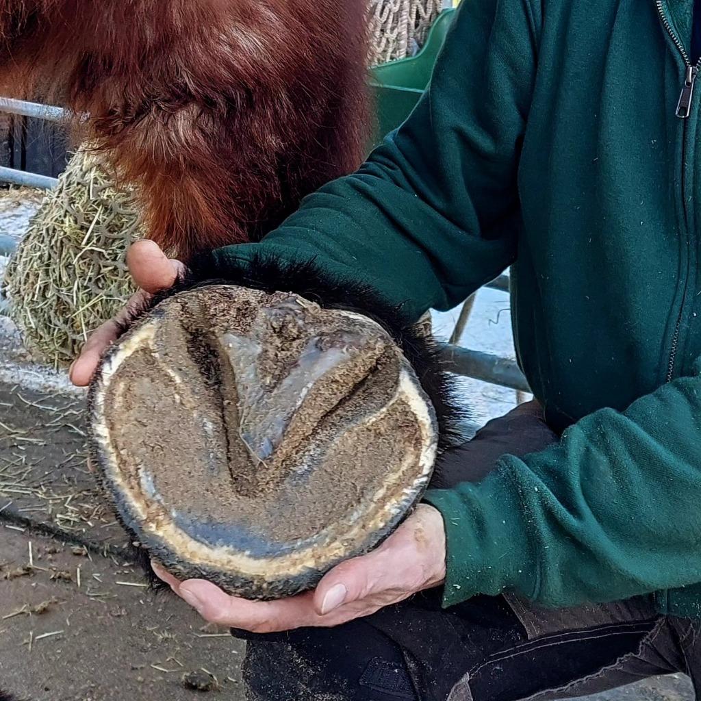 Natuurlijk Bekapper paarden, Hoefschoenen, Barefoot Trimmer