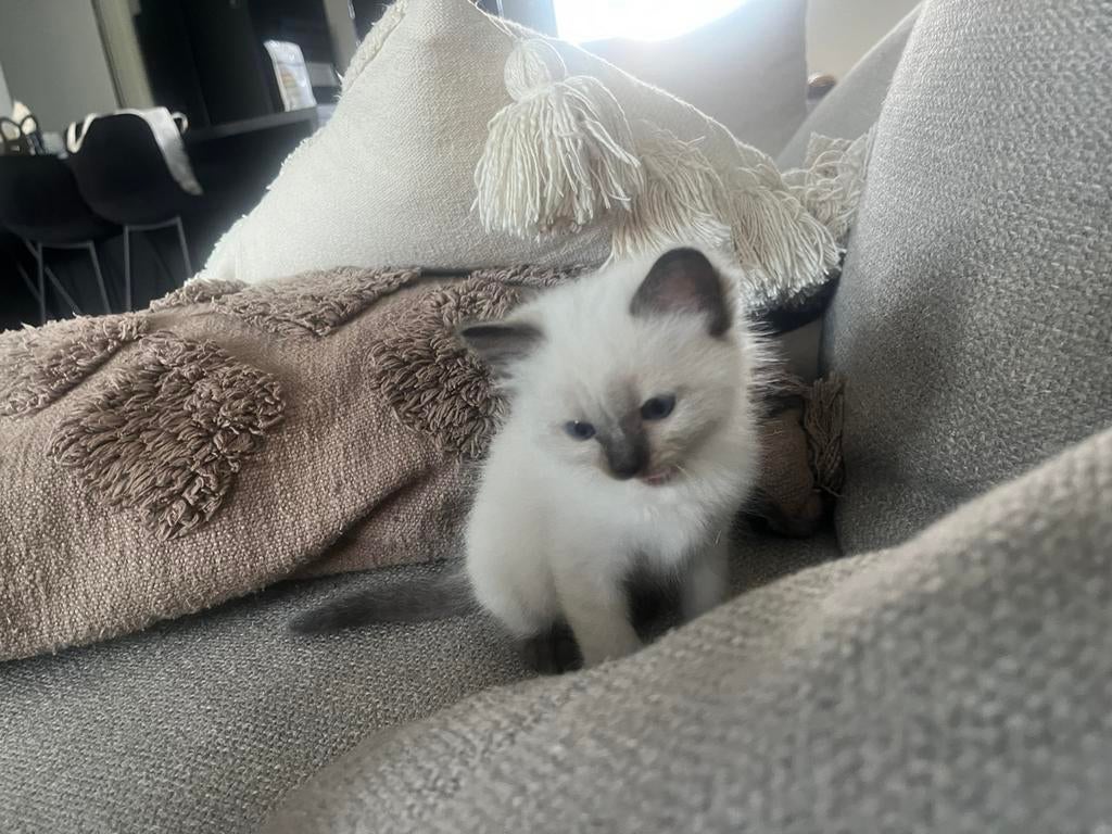 Ragdolls met stamboom kittens te koop, Dieren en Toebehoren, Katten en Kittens | Raskatten | Langhaar, Met stamboom