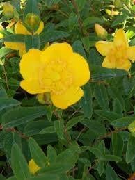 Hypericum Calysinum/moserianum bodembedekker. Sierlijk P9, Bodembedekkers, Vaste plant, Ophalen of Verzenden, Halfschaduw