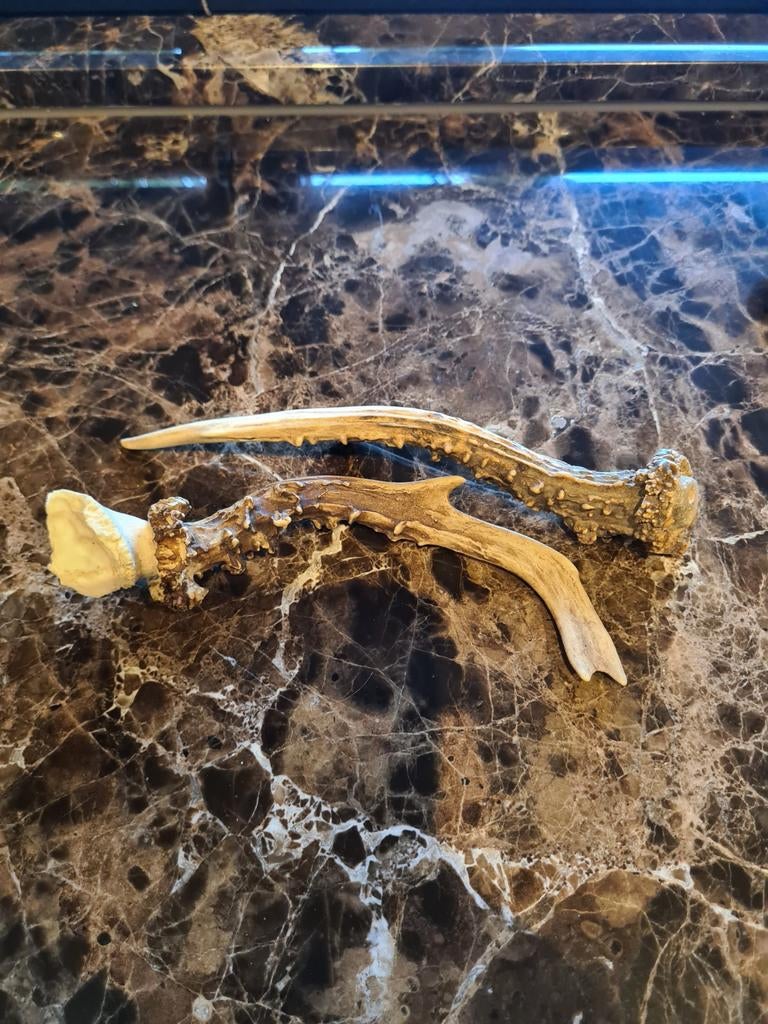 2 kleine hoorntjes/ geweitjes, Ophalen of Verzenden, Gebruikt, Beeldje of Figuurtje