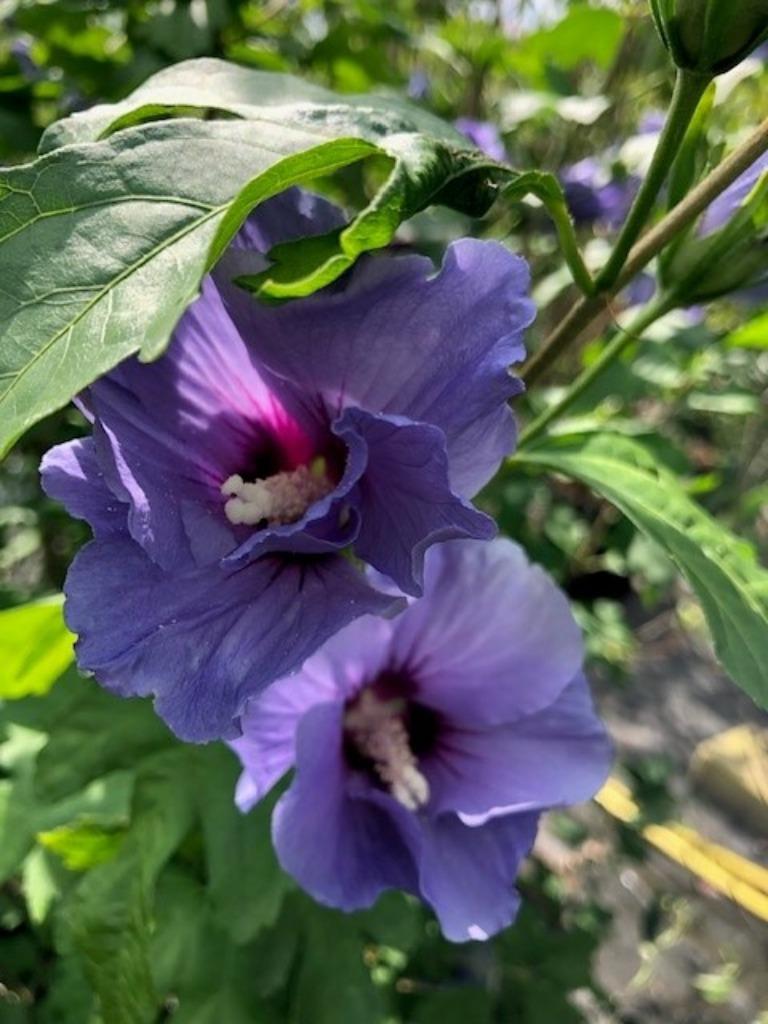 Hibiscus in diverse soorten, diverse maten, vanaf € 13,95, Ophalen, Overige soorten, Struik, 100 tot 250 cm