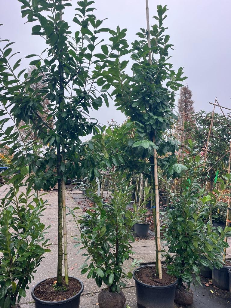 Hoge haag Laurier, Prunus 350 - 400 cm hoog, Tuin en Terras, Planten | Bomen, Ophalen, Bloeit niet, Halfschaduw, Overige soorten