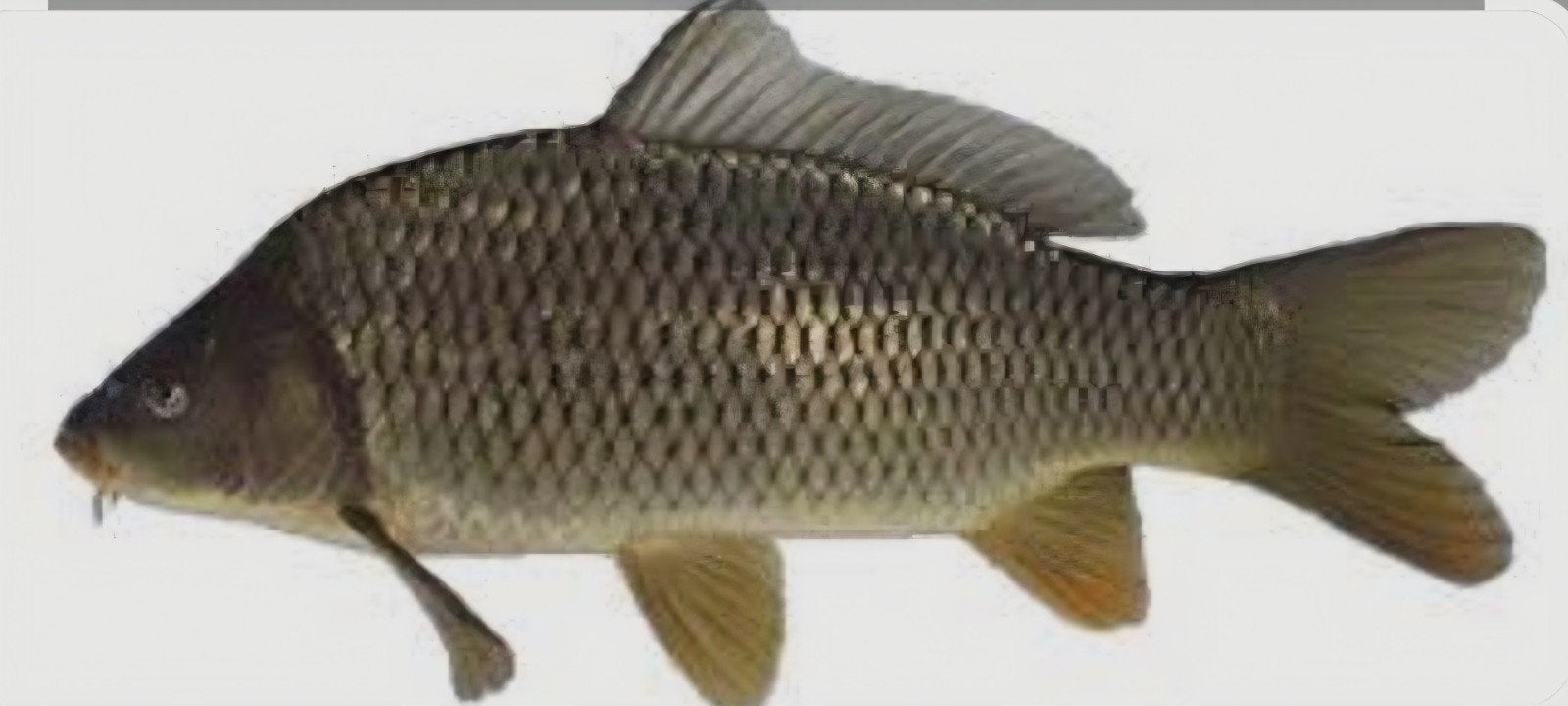 Kleine schubkarper 15/25 cm, Dieren en Toebehoren, Karper of Koi