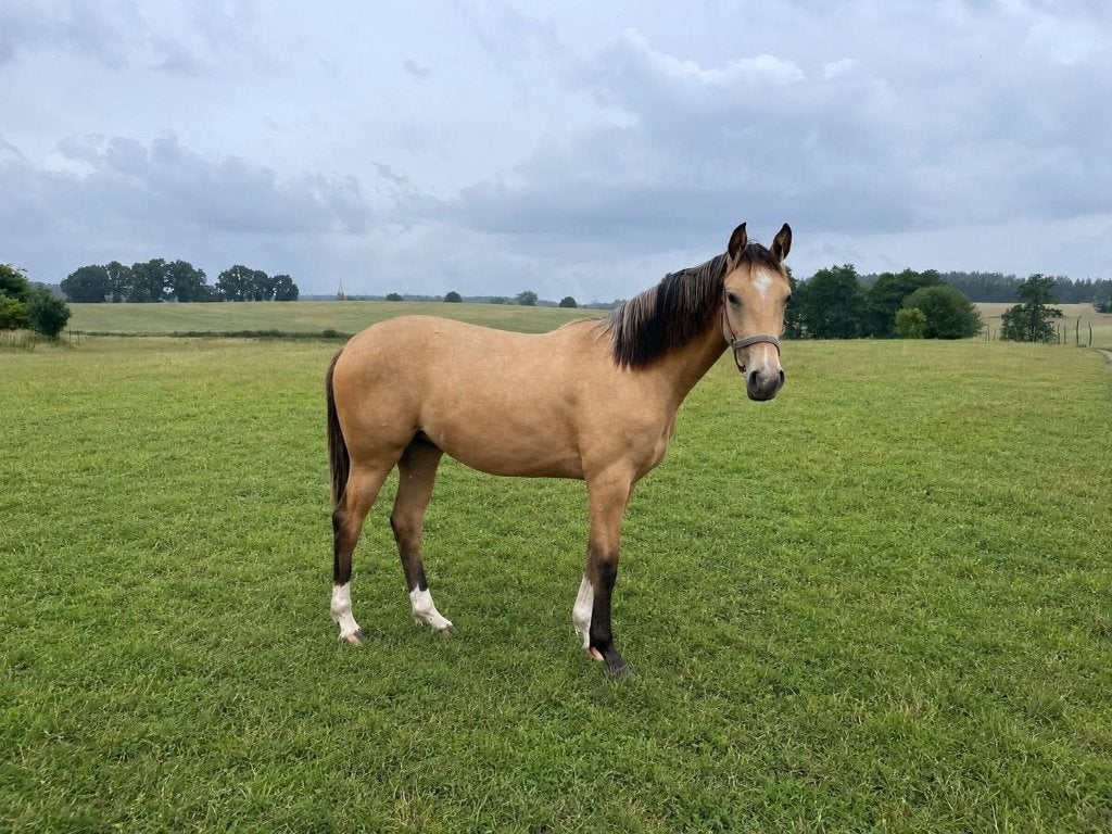 Gezocht te huur/koop/stal/boerderij/huis, Dieren en Toebehoren, Weidegang, 4 paarden of pony's of meer