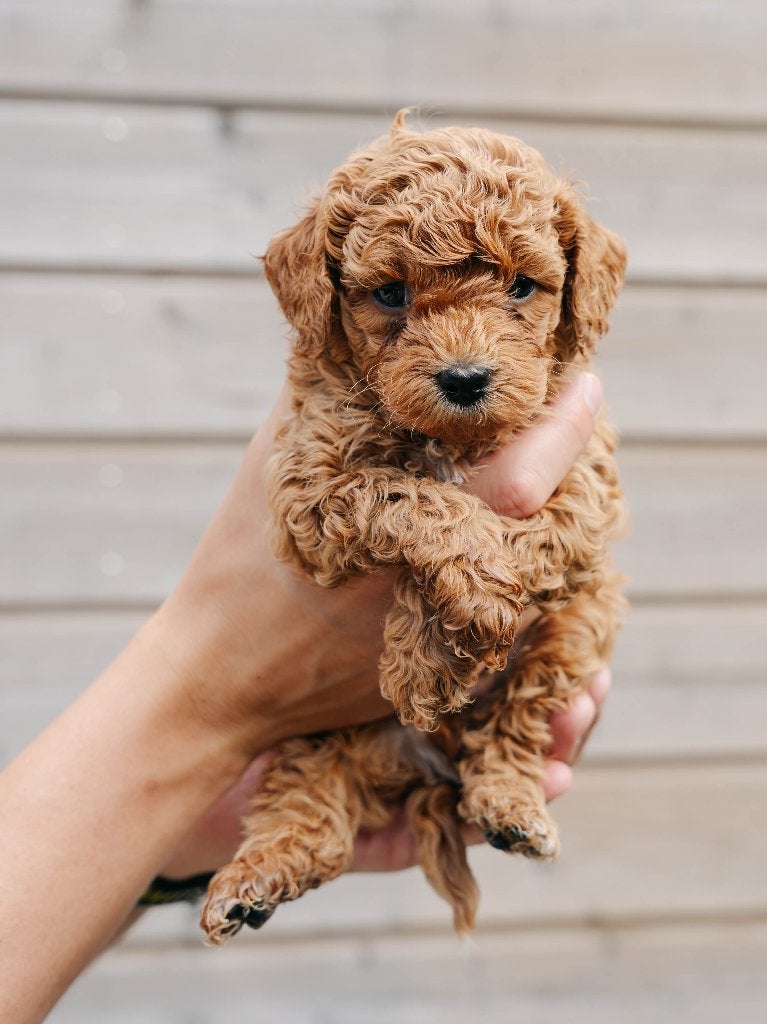 3 mini labradoodle pups mogen verhuizen (mini doodle), Parvo, 8 tot 15 weken, Meerdere, Nederland