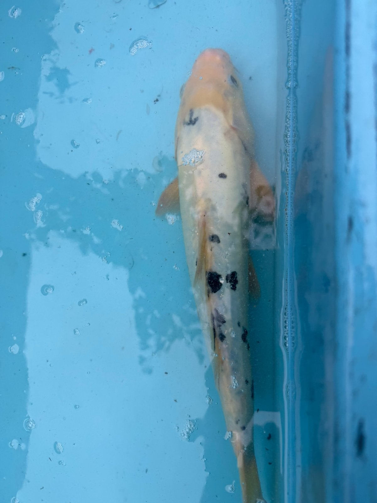 Shiro Bekko koi, Karper of Koi