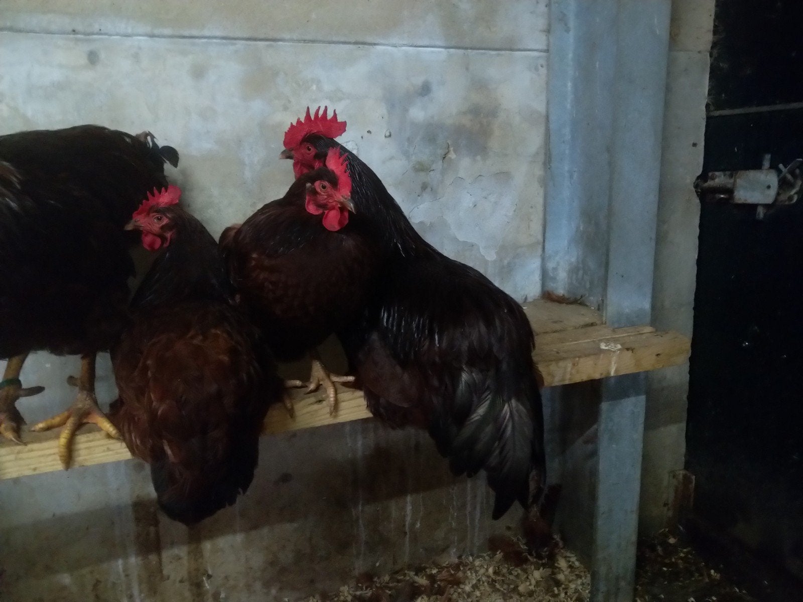 Rhode Island red 4 hennen en 1 haan, Dieren en Toebehoren, Meerdere dieren, Kip
