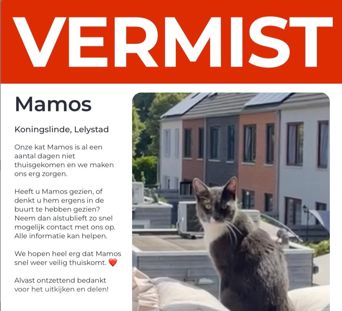 Vermist kat Lelystad, Dieren en Toebehoren, Kat