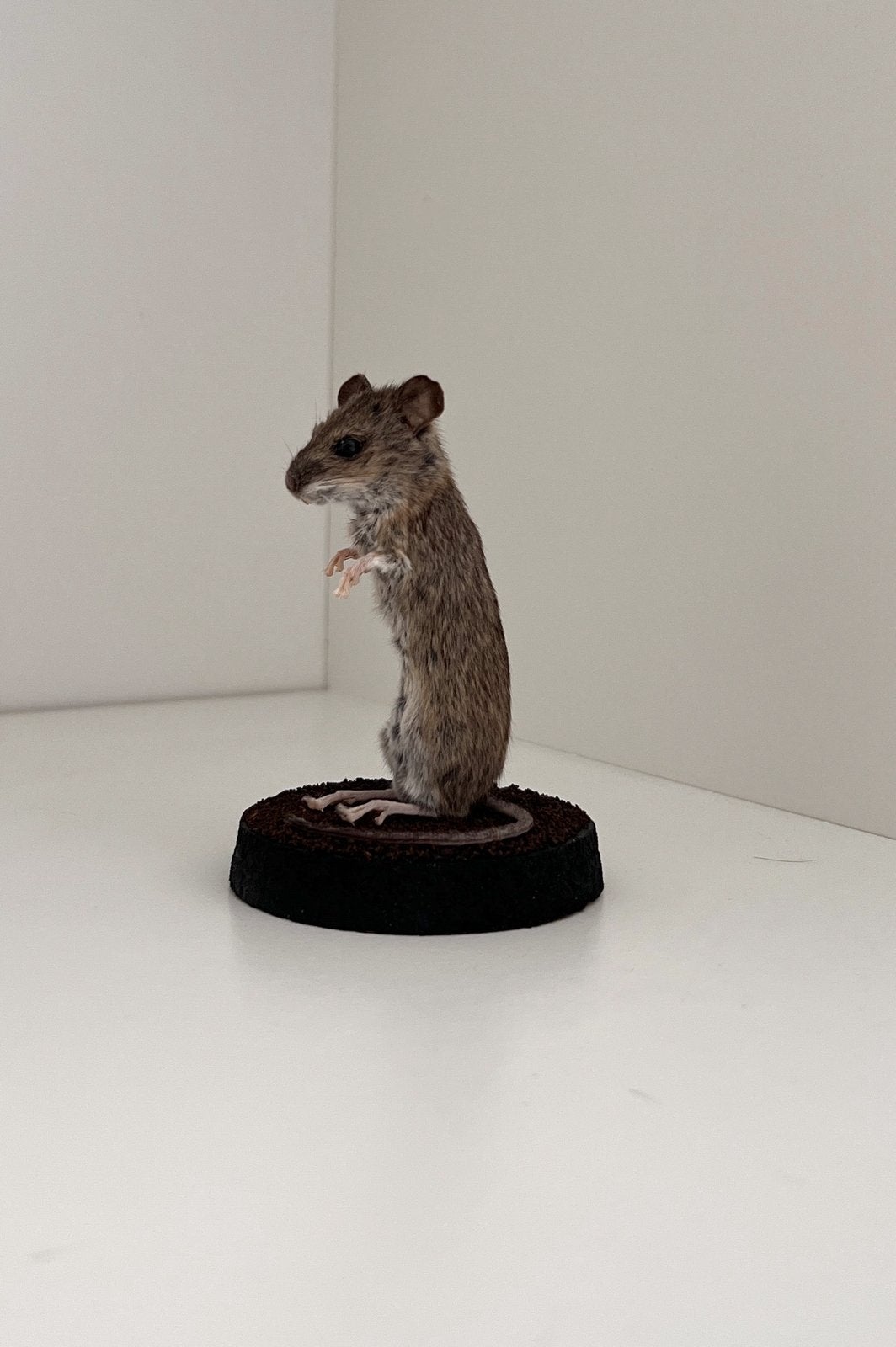 Opgezette veld muis incl stolp nieuw, Ophalen, Nieuw, Wild dier, Opgezet dier