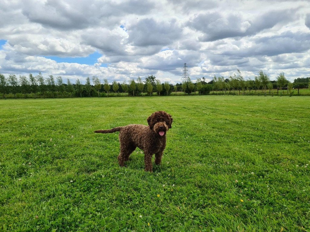 PLEEGGEZIN GEZOCHT MIMI LAGOTTO ROMAGNOLO, Overige rassen, Buitenland, Teef, Parvo