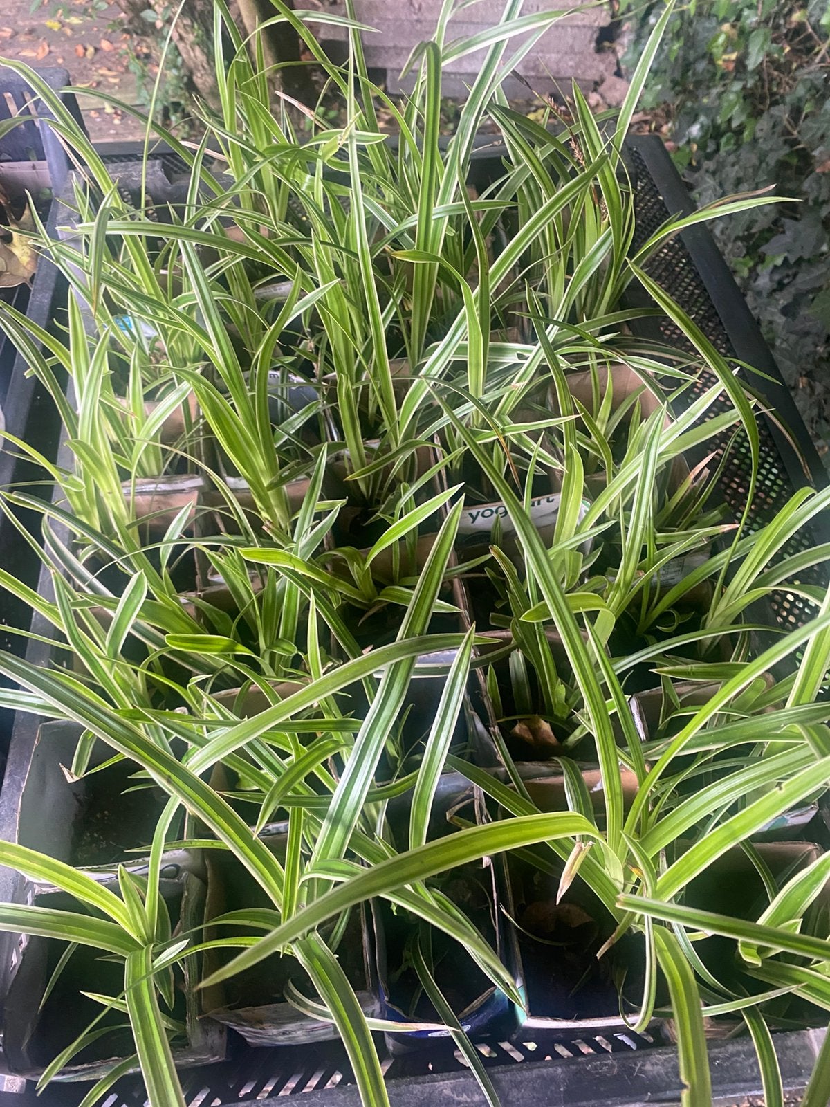 Siergras varens Zeepkruid Dagkoekoek akelei Linaria lunaria, Tuin en Terras, Planten | Tuinplanten, Ophalen of Verzenden, Siergrassen